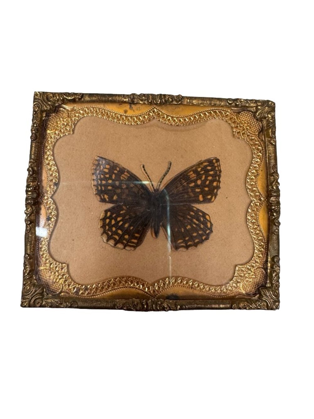 Antique Ornate Gold Frame Preserved Butterfly Display 3" Miniature Wall Hanging